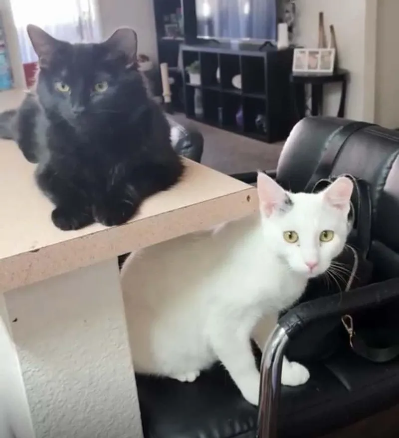 Gato Limon Bonded To thumbnail 2