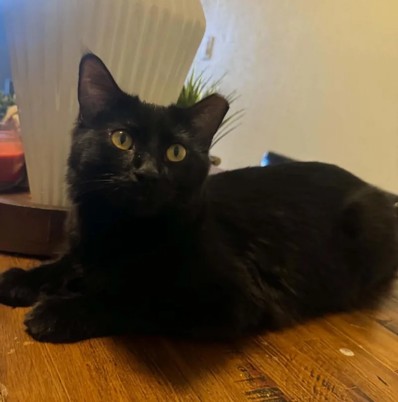 Gato Limon Bonded To thumbnail 3