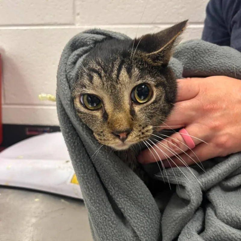 An adult medium-sized male Brown / Chocolate Domestic Short Hair cat named Wreckit Ralph for adoption in Rocky Mount, VA