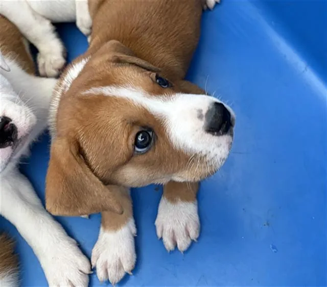 A baby large-sized male Mixed Breed dog named Edgar for adoption in Dallas, TX