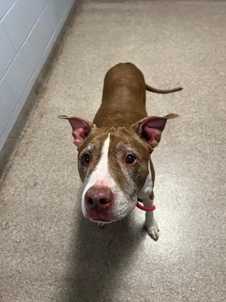 An adult medium-sized female Pit Bull Terrier dog named Ginger for adoption in Troy, OH
