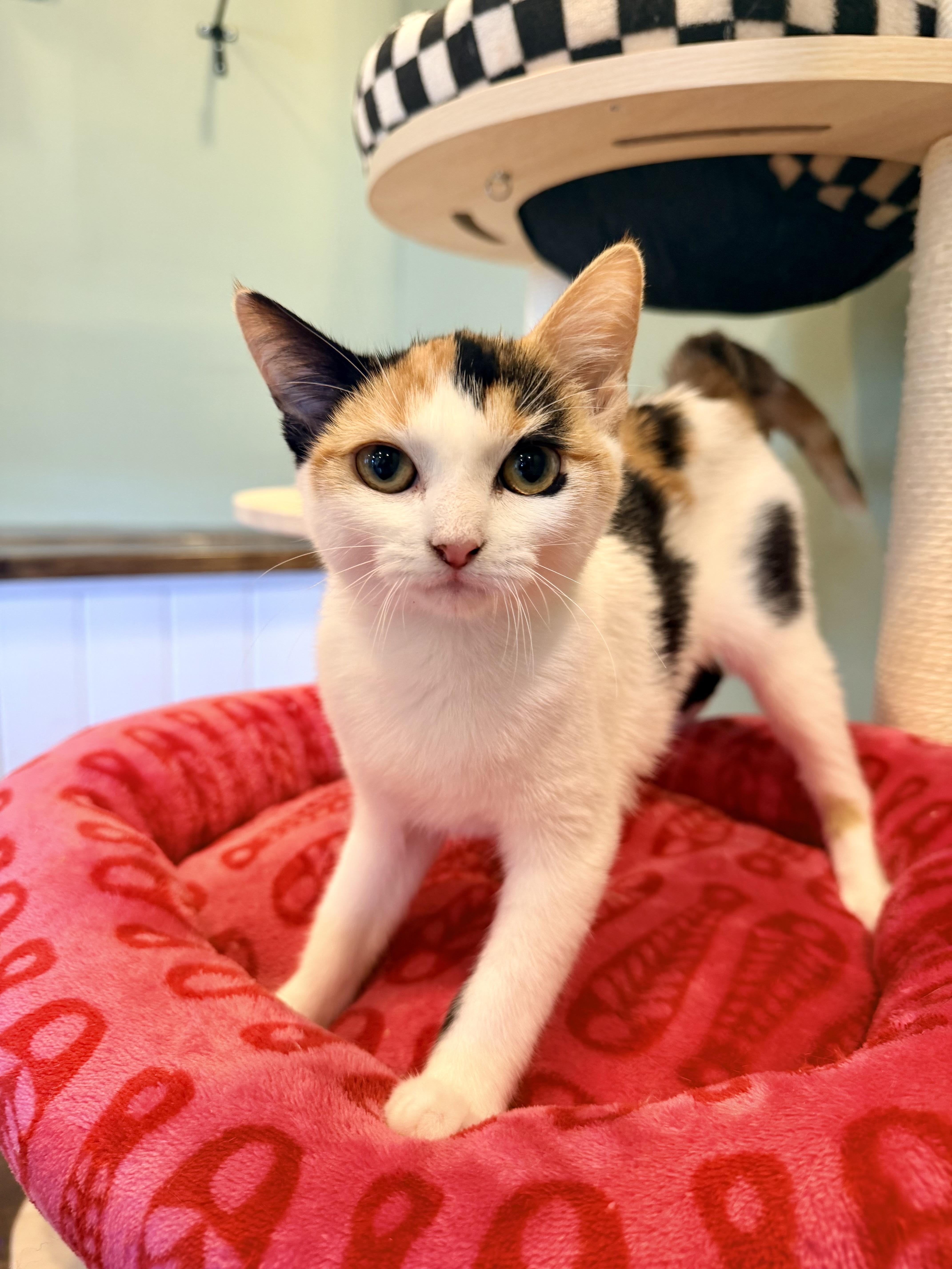 A baby small-sized female Calico Domestic Short Hair cat named Autumn for adoption in Bellmawr, NJ
