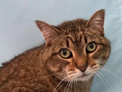 A senior small-sized female Domestic Short Hair cat named Sophia for adoption in Golden Valley, MN