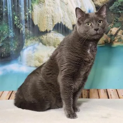 An adult small-sized male Domestic Short Hair cat named Polynesian Sauce for adoption in West Chester, PA