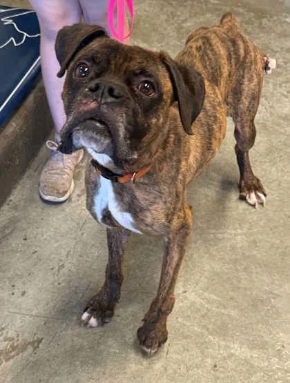 A senior medium-sized male Boxer dog named Grumpy Bumpy for adoption in Bowling Green, KY