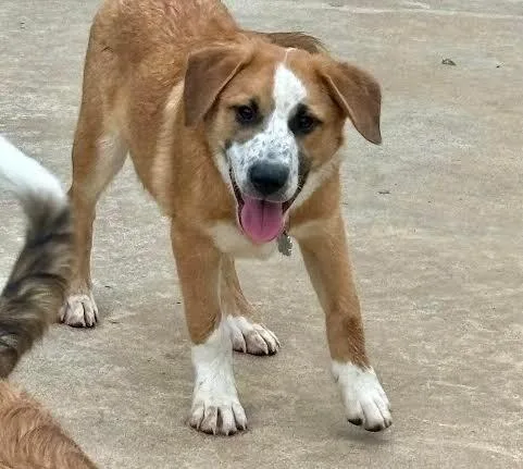 A baby medium-sized male Tricolor (Brown, Black, & White) Mixed Breed dog named Alpha XP for adoption in Fort Collins, CO