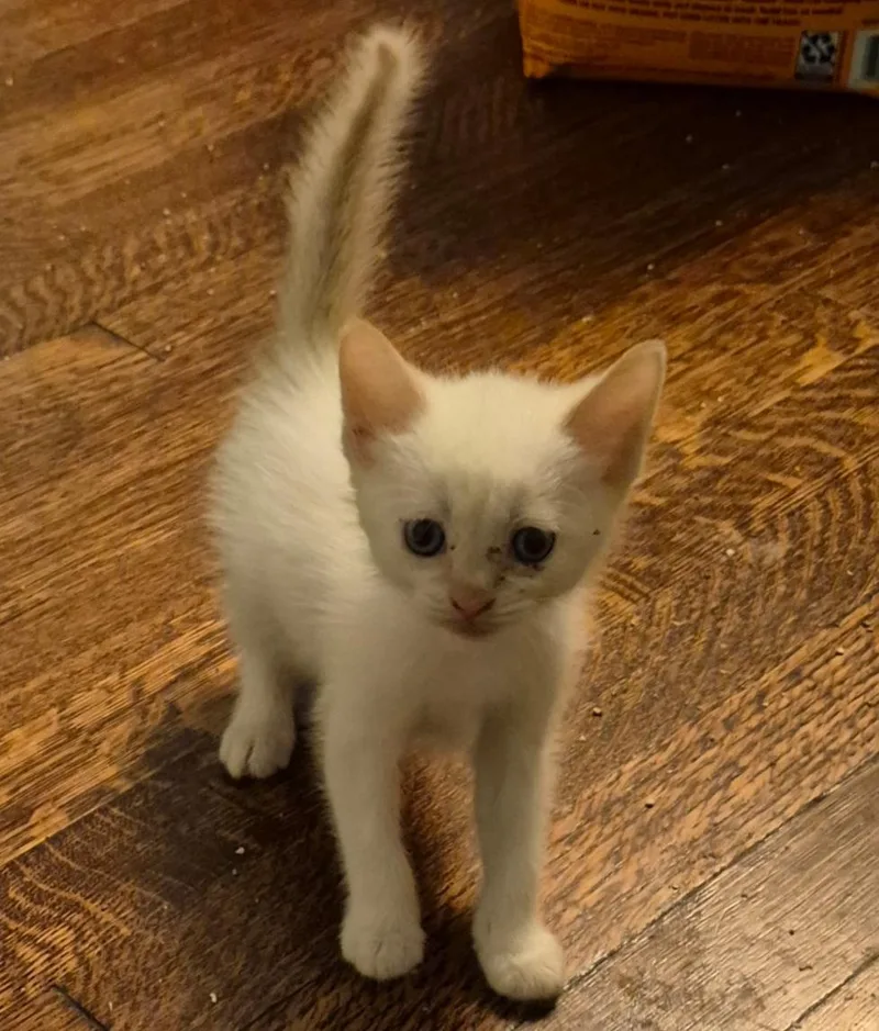 A baby medium-sized male Siamese cat named 321414584 for adoption in Lees Summit, MO