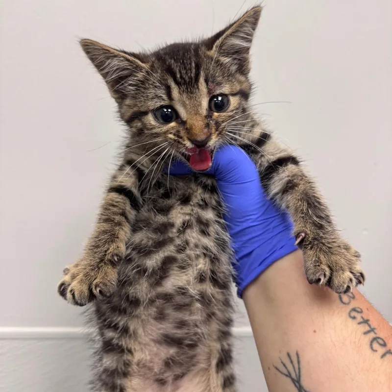 A baby small-sized male Brown / Chocolate Domestic Short Hair cat named Biscuit for adoption in Columbiana, AL