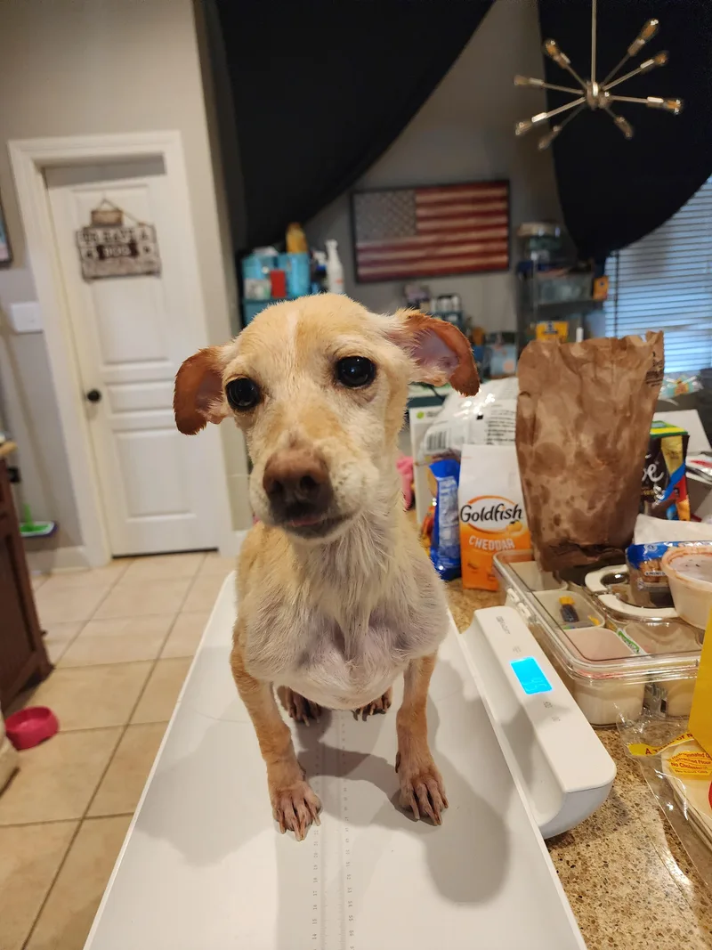 An adult small-sized female White / Cream Chihuahua dog named Valkyrie for adoption in Houston, TX