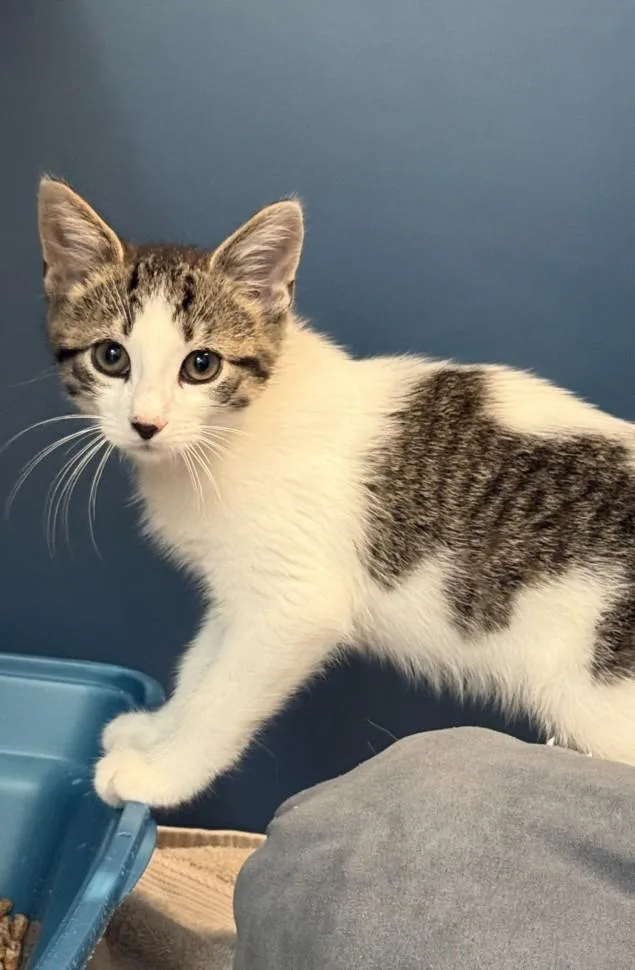 A baby small-sized male Domestic Short Hair cat named Lemonade for adoption in Hagerstown, MD