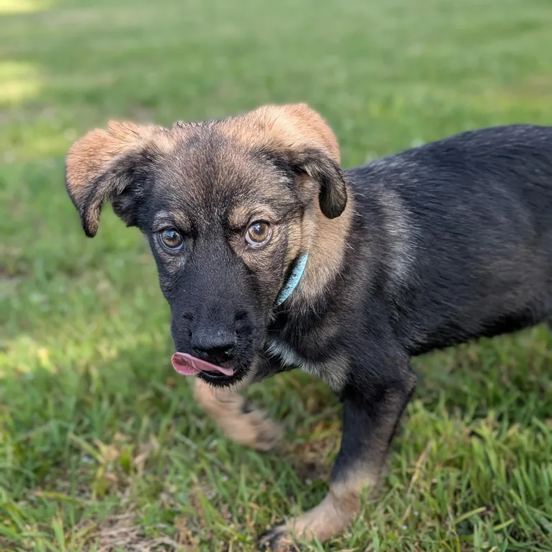 A baby medium-sized male Black Mixed Breed dog named Pickles for adoption in Spring hill, TN
