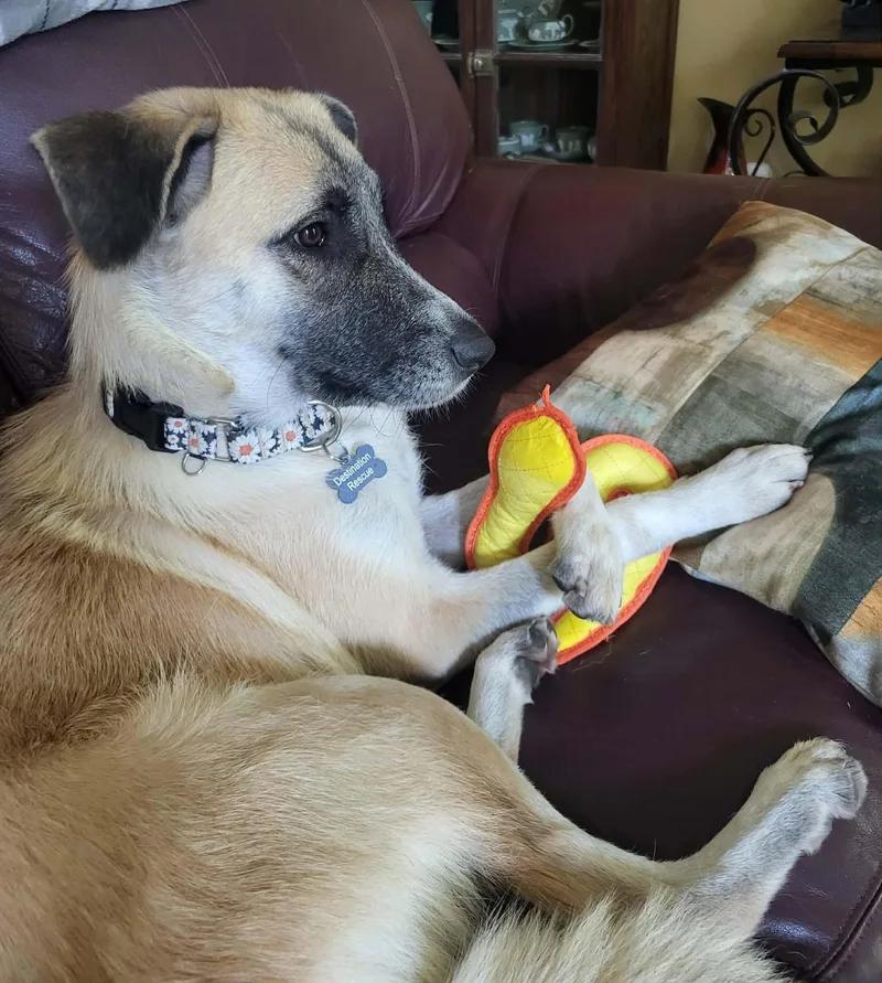 Roo