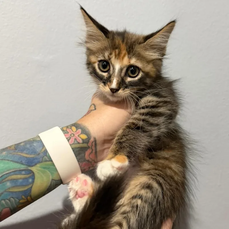 Farrah