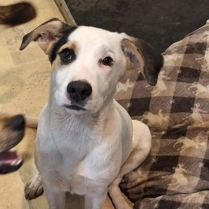 A young medium-sized male White / Cream Mixed Breed dog named Cruz for adoption in Boaz, AL