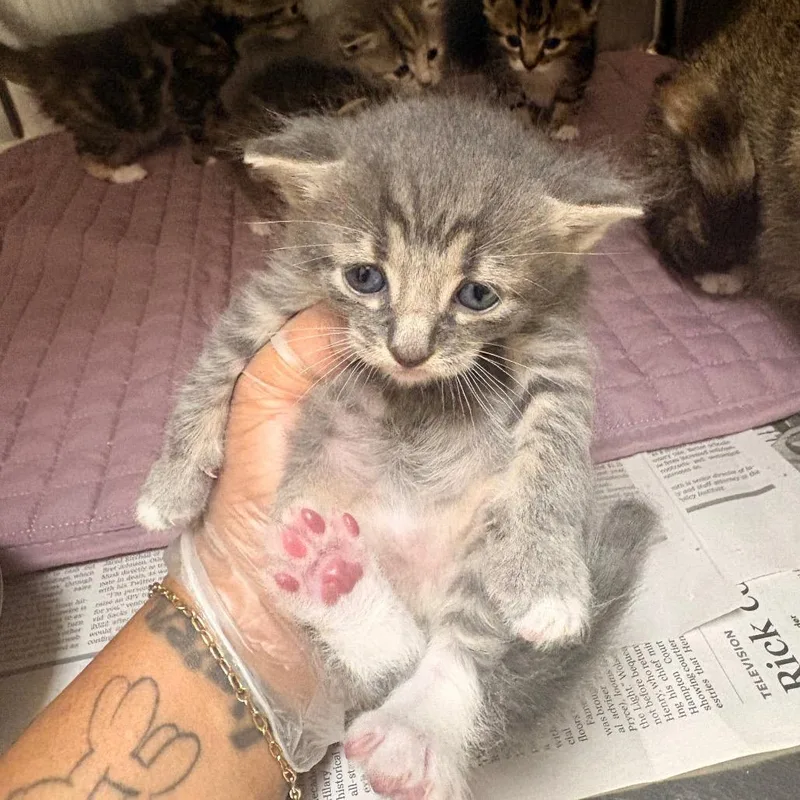 A baby small-sized male Gray / Blue / Silver Domestic Short Hair cat named Lemonade for adoption in Charlotte, NC