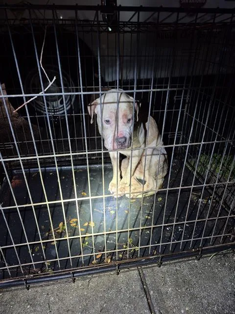 A young medium-sized female American Staffordshire Terrier dog named A for adoption in San Antonio, TX