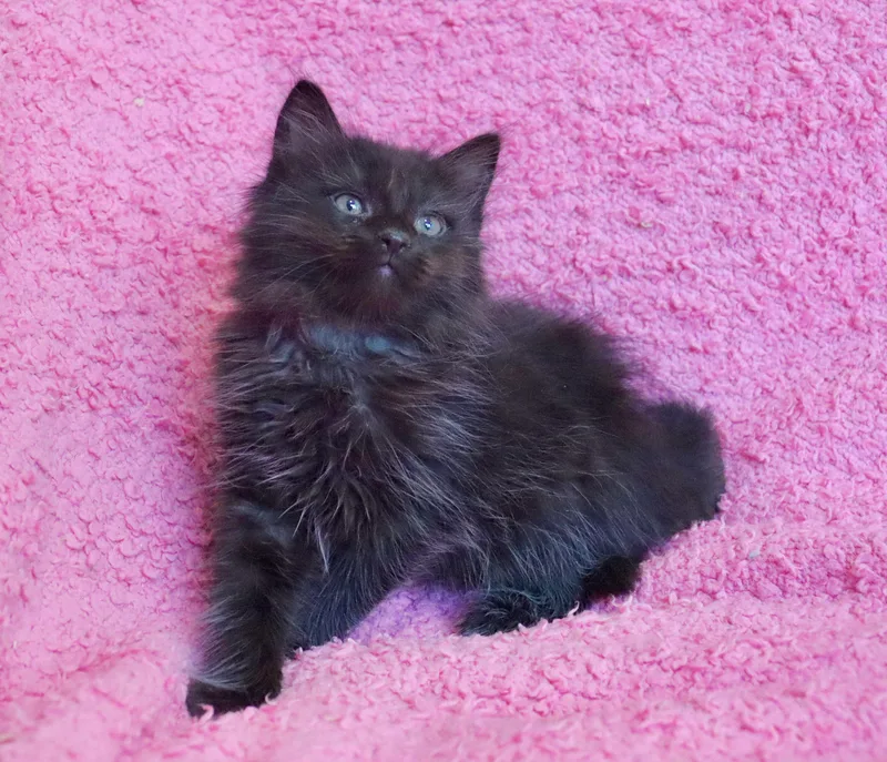 A baby medium-sized female Domestic Long Hair cat named Puff for adoption in Saint Augustine, FL