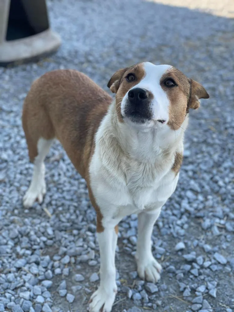 An adult medium-sized female Red / Chestnut / Orange Mixed Breed dog named Clementine for adoption in Calhoun, KY