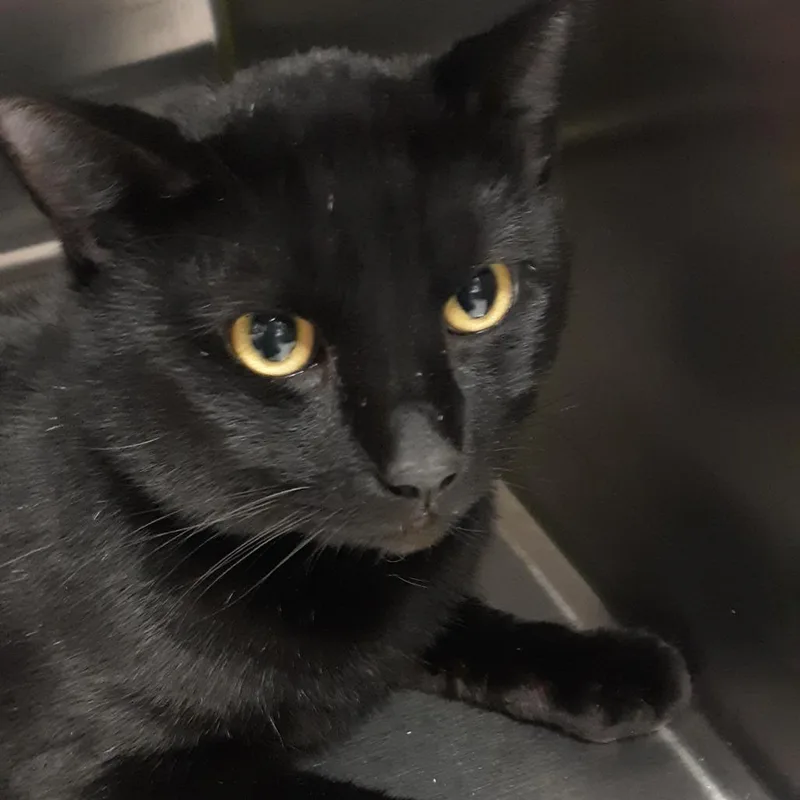 Exemplar thumbnail 2