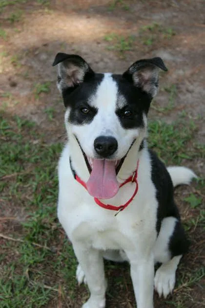 An adult medium-sized male Border Collie dog named B Gumball for adoption in North Charleston, SC