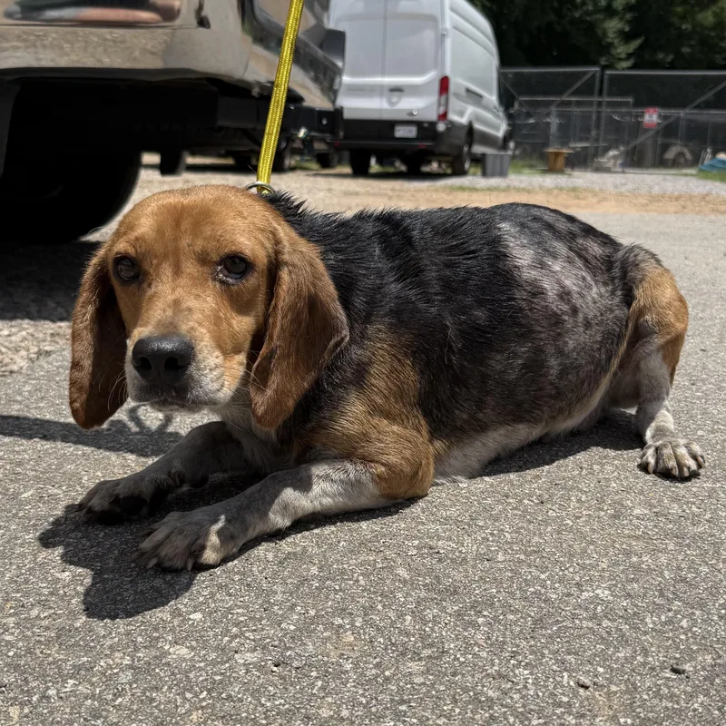 An adult medium-sized male Tricolor (Brown, Black, & White) Beagle dog named Pennz for adoption in Columbia, SC