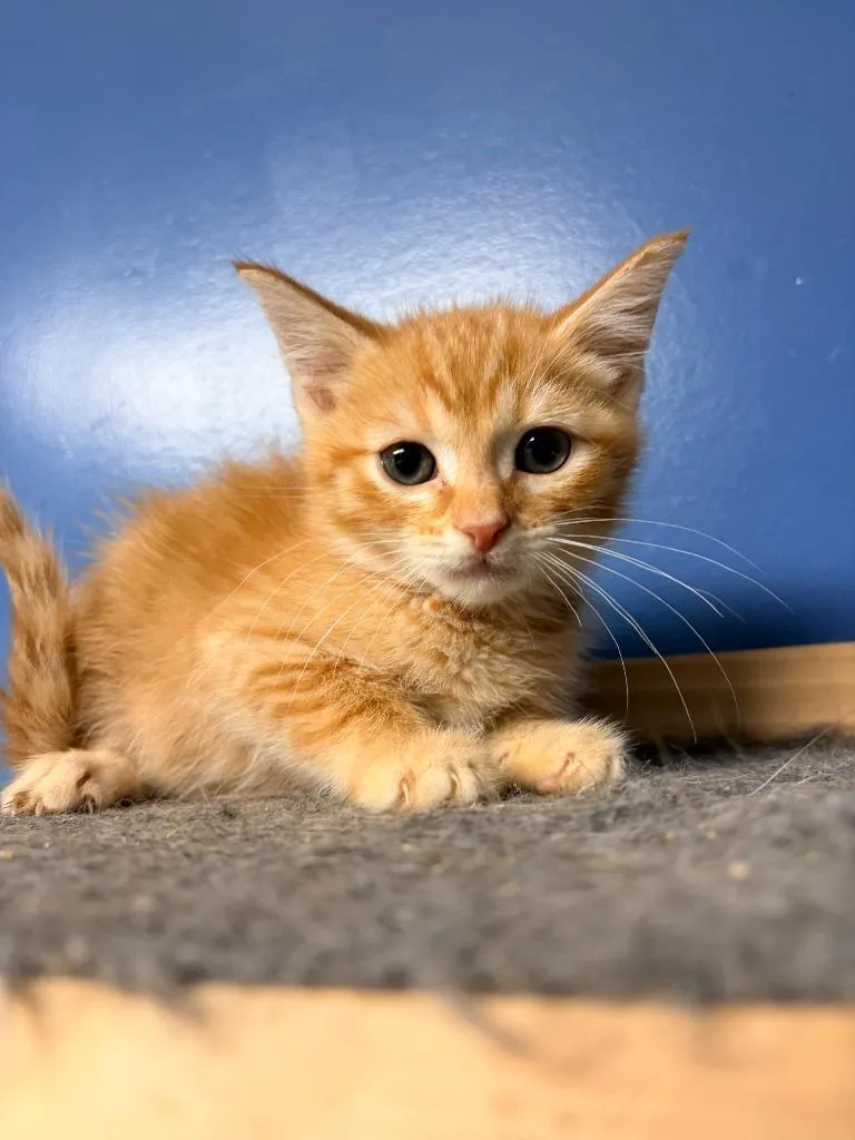 A baby small-sized male Domestic Short Hair cat named Benji for adoption in Batesville, AR