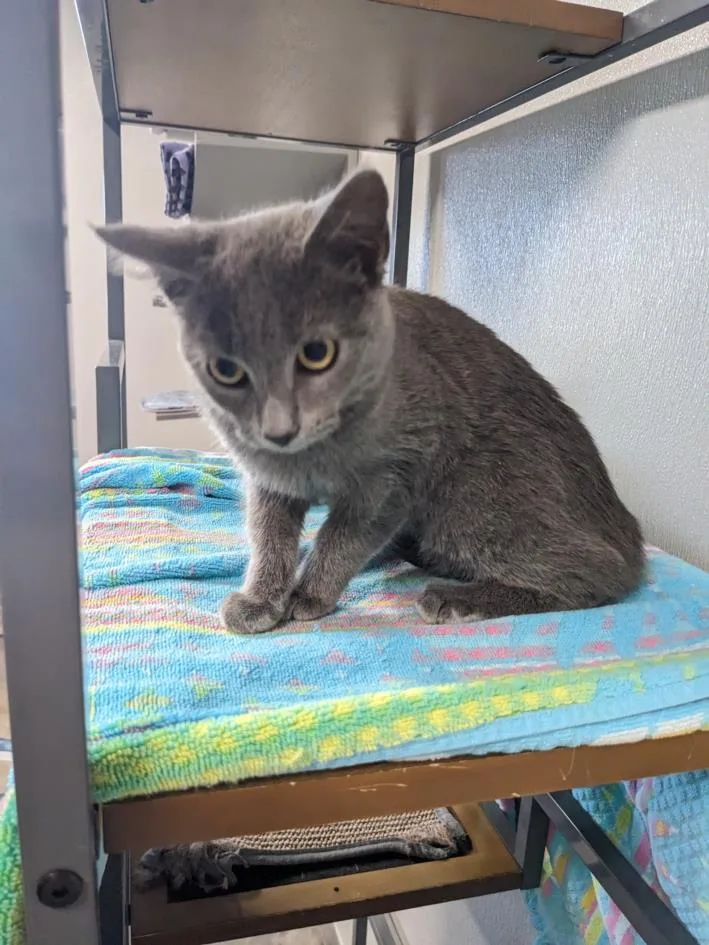 An adult small-sized female Domestic Short Hair cat named Taloose for adoption in Brunswick, GA