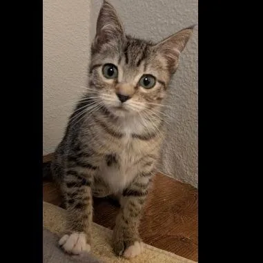 A baby small-sized female Domestic Short Hair cat named Tc for adoption in Prescott, AZ
