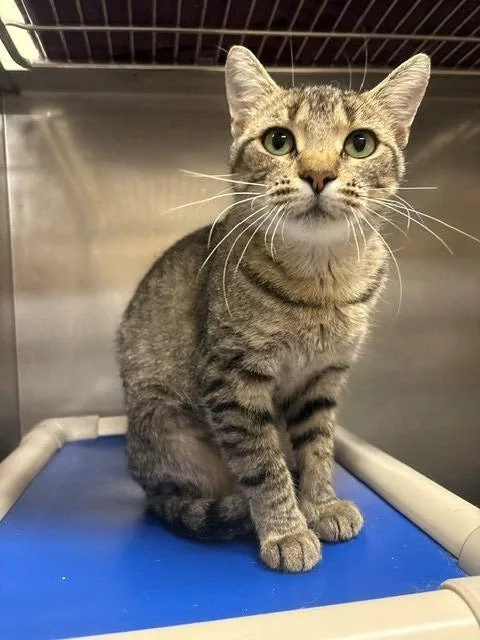 A young small-sized female Domestic Short Hair cat named Rizzo for adoption in Ladysmith, WI