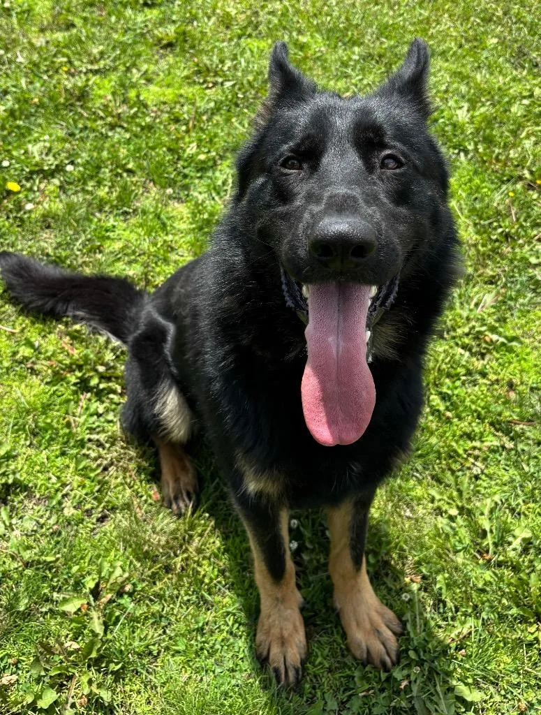 An adult large-sized male Black German Shepherd Dog dog named Elvis Pawsley for adoption in Columbus, NE