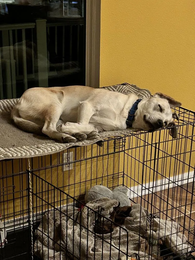 An adult medium-sized male Labrador Retriever dog named Armoni for adoption in Lafayette, CO