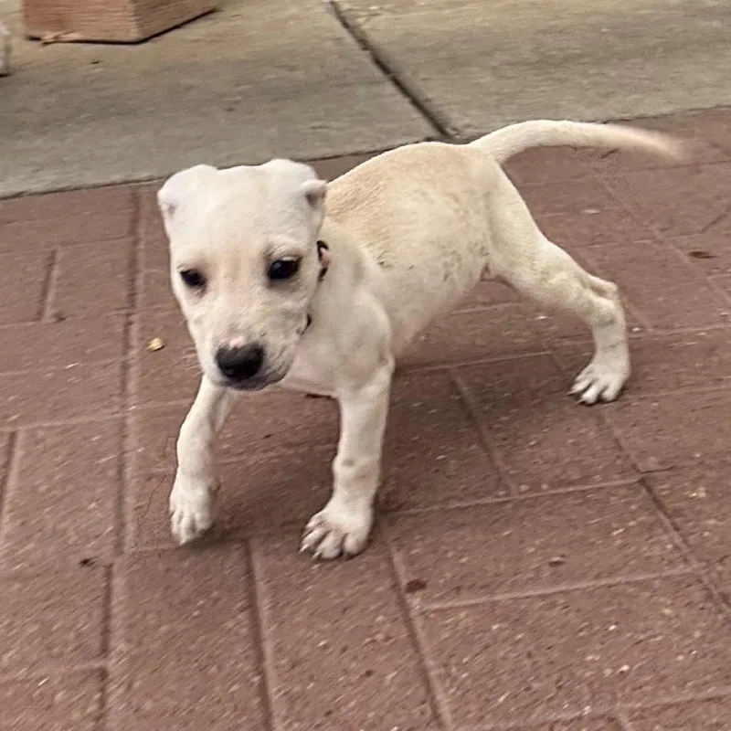 A baby medium-sized female White / Cream Labrador Retriever dog named Judy for adoption in Spring, TX