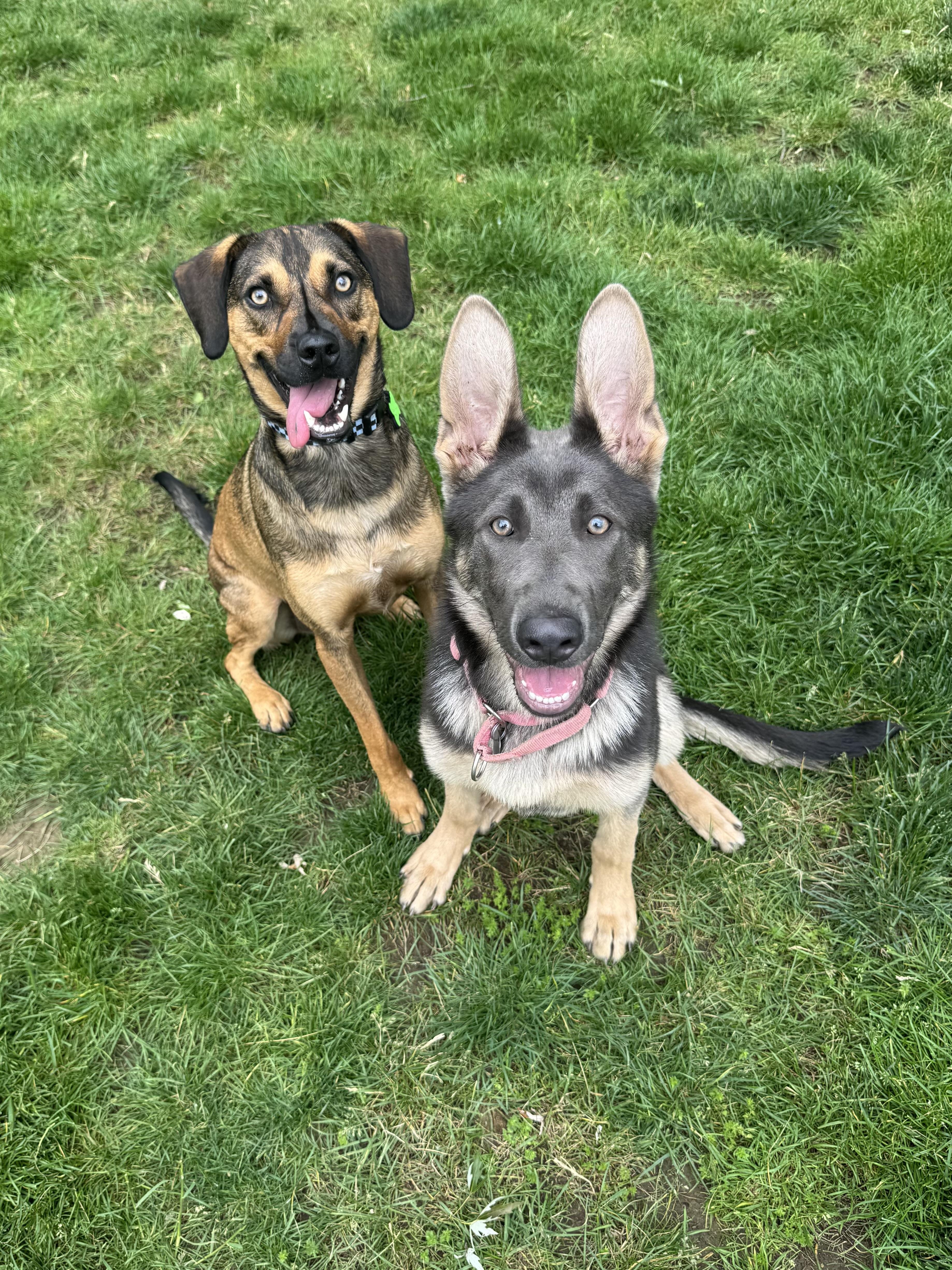 A baby large-sized female Gray / Blue / Silver German Shepherd Dog dog named Indigo for adoption in Cleveland, OH
