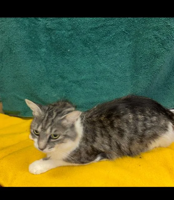 A young medium-sized female Domestic Medium Hair cat named Willow for adoption in Fayetteville, GA