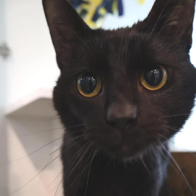 An adult medium-sized male Black Domestic Short Hair cat named Brandon for adoption in Saint Charles, MO
