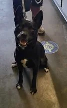 A young large-sized male Staffordshire Bull Terrier dog named Raider for adoption in Los Angeles, CA