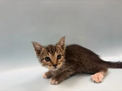 A baby small-sized male Domestic Short Hair cat named Hermes for adoption in Woodbury, MN