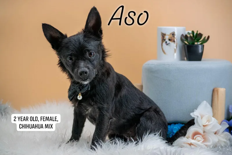 An adult small-sized female Black Chihuahua dog named Aso for adoption in Sevierville, TN