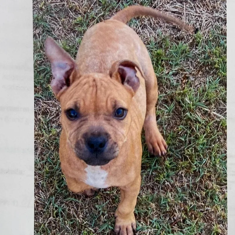 A baby medium-sized female Yellow / Tan / Blond / Fawn Terrier dog named Fawn for adoption in Boerne, TX