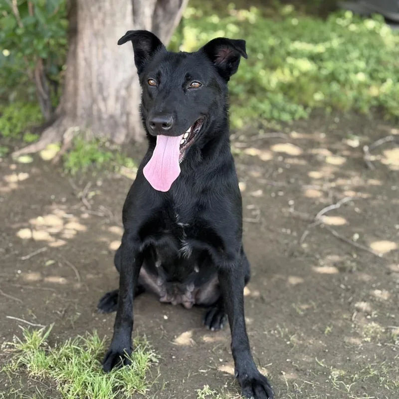 An adult medium-sized female Black German Shepherd Dog dog named Luna for adoption in Bastrop, TX