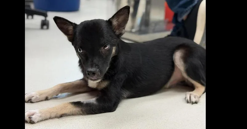 A young small-sized male Retriever dog named Bailey for adoption in Dallas, TX