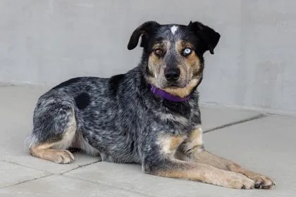 An adult medium-sized male Mixed Breed dog named Oso for adoption in Longmont, CO