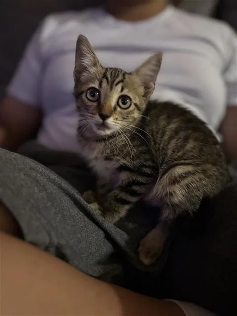 A baby small-sized female Domestic Short Hair cat named Sewzi for adoption in Corpus Christi, TX