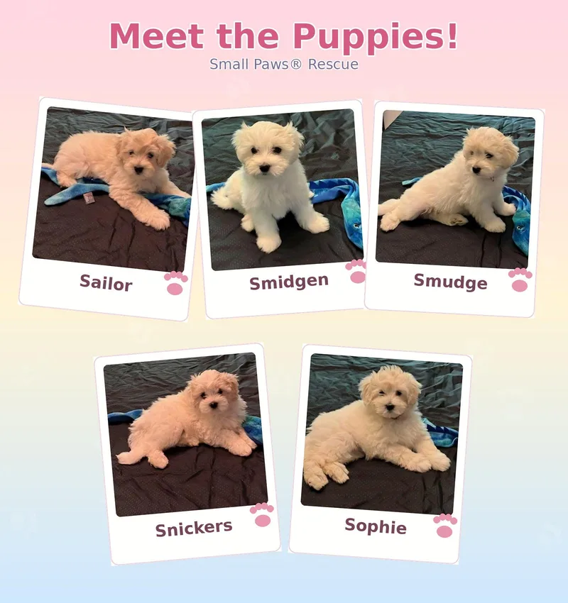 A baby small-sized male Bichon Frise dog named Stella's Puppies MI for adoption in Tulsa, OK