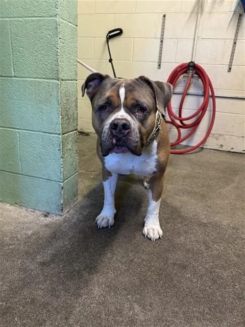 An adult medium-sized male American Bulldog dog named Jasper for adoption in Sacramento, CA