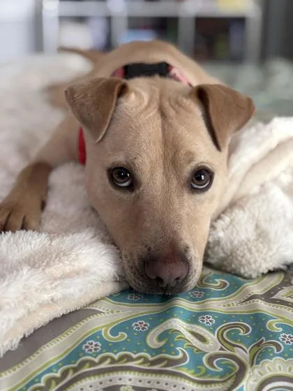 A young medium-sized male Mixed Breed dog named Ghost for adoption in Atlanta, GA