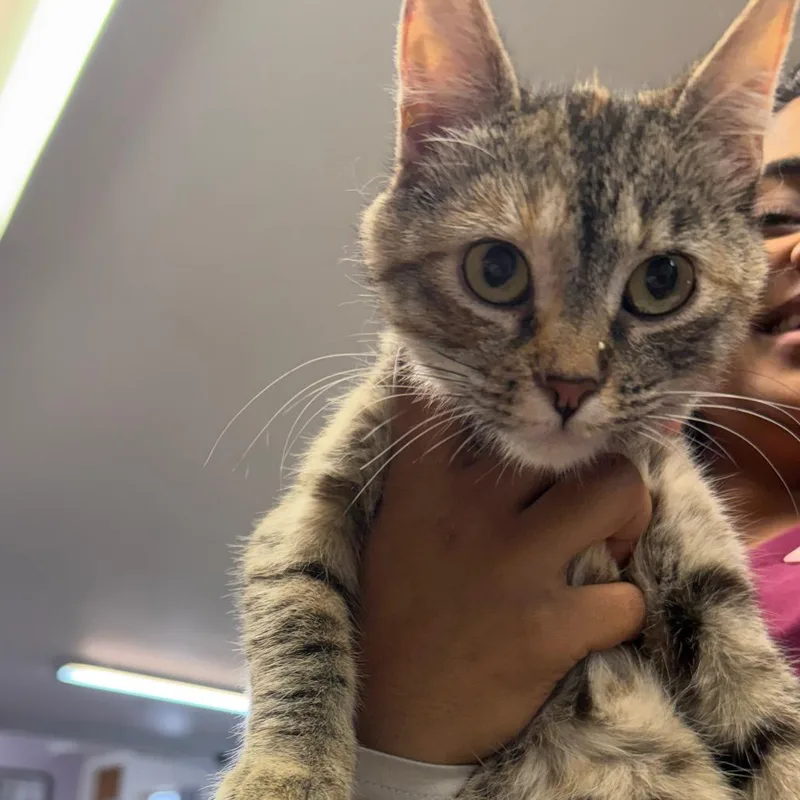 Queen Bee thumbnail 2