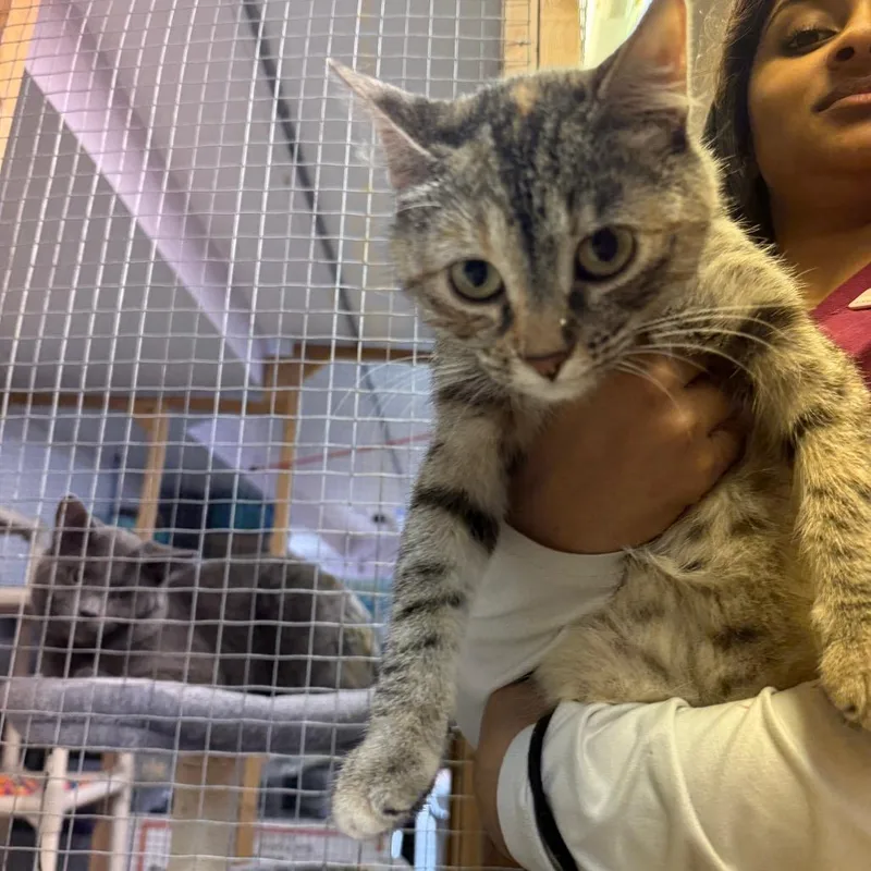 Queen Bee thumbnail 3