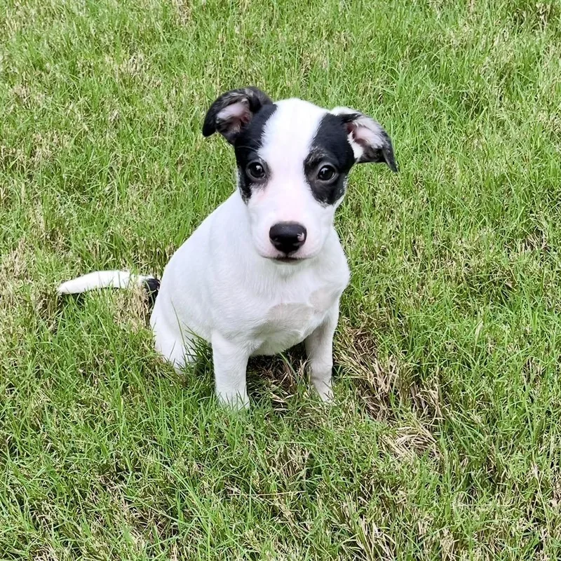 Nova