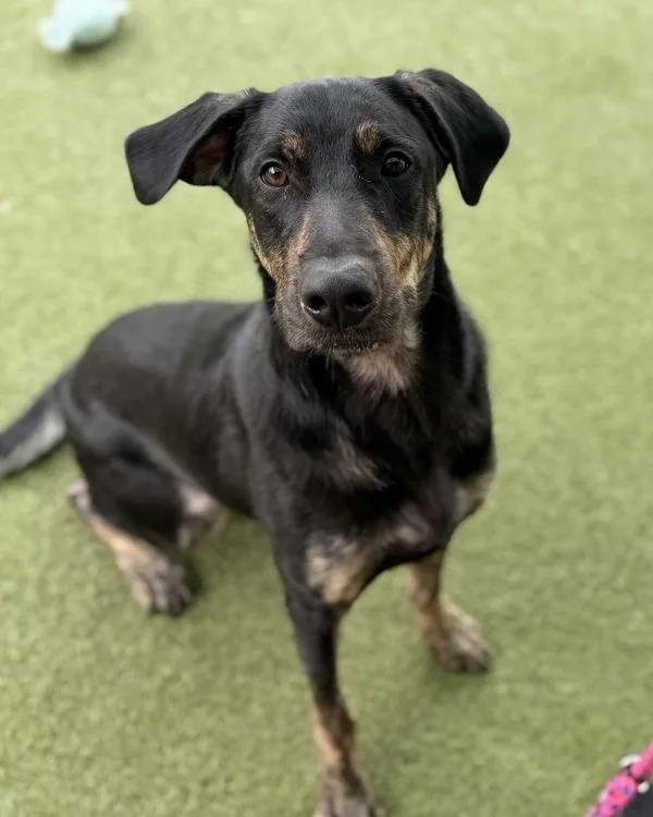 A young large-sized male Shepherd dog named Scrappy for adoption in Canton, GA